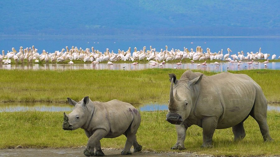 Rhinos at the nakuru-national-park