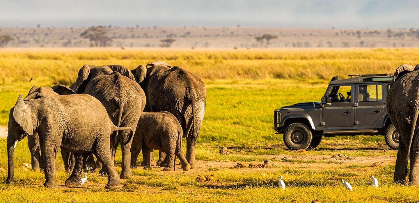 a guide to africa’s top wildlife safari experiences across maasai mara, serengeti, kruger national park, okavango delta and volcanoes national park.
