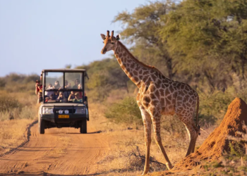 Kenya safari landscape with wildlife in Masai Mara National Reserve