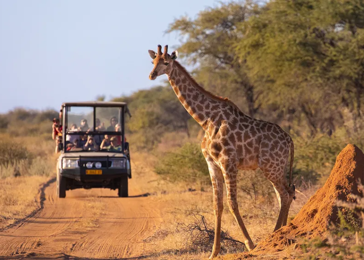 Kenya safari landscape with wildlife in Masai Mara National Reserve