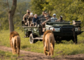the best safari experiences across africa’s wildlife parks