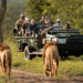 the best safari experiences across africa’s wildlife parks